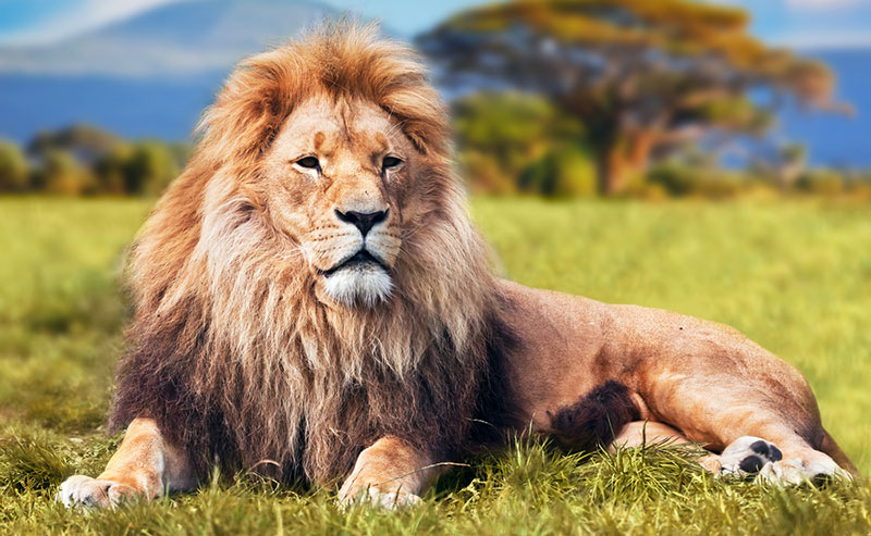 cehs-blog-lion